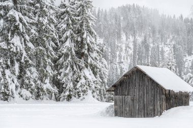 İtalya Alplerinde kışın karlı çam ağaçları 