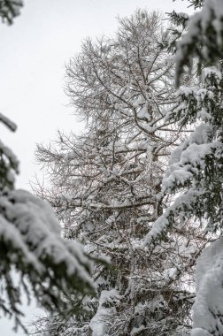 İtalya Alplerinde kışın karlı çam ağaçları 