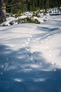 Güney Tyrol, Val Fiscalina 'daki dağ tepesi karla kaplıydı.