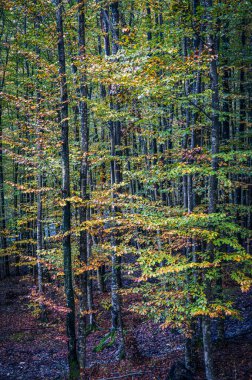  Güzel dağ manzarası, Val Raccolana