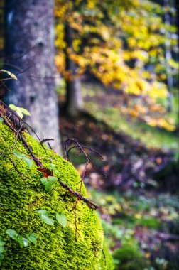  Güzel dağ manzarası, Val Raccolana