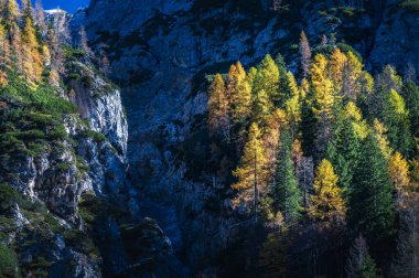 Val Sesis valley, starting from Cima Sappada clipart