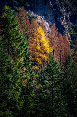 Val Sesis Vadisi, Cima Sappada 'dan başlıyor.