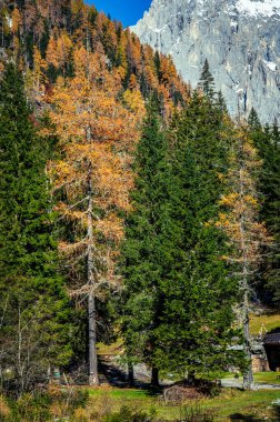 Val Sesis Vadisi, Cima Sappada 'dan başlıyor.