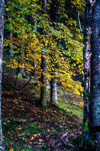  Güzel dağ manzarası, Val Raccolana