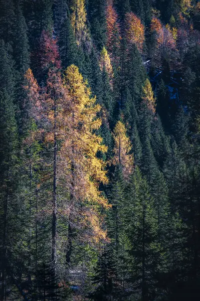 stock image Val Sesis valley, starting from Cima Sappada