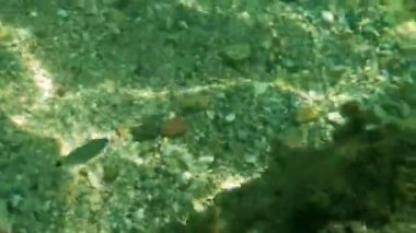 Sicilya 'nın renkli denizinde yüzen balıklar, sualtı manzarası