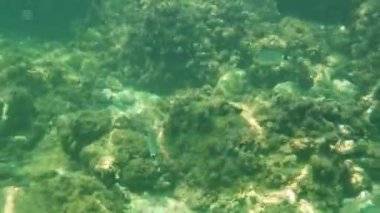 Sicilya 'nın renkli denizinde yüzen balıklar, sualtı manzarası