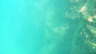 Sicilya 'nın renkli denizinde yüzen balıklar, sualtı manzarası