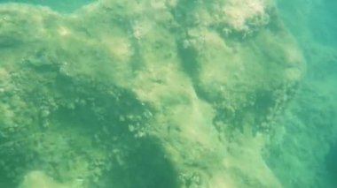 Sicilya 'nın renkli denizinde yüzen balıklar, sualtı manzarası