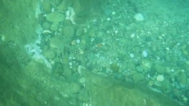 Sicilya 'nın renkli denizinde yüzen balıklar, sualtı manzarası