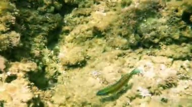 Sicilya 'nın renkli denizinde yüzen balıklar, sualtı manzarası