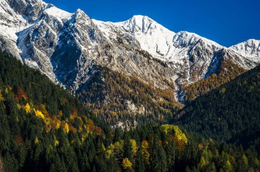 Sonbahar Collina ve Forni Avoltri. Dağlardaki orman ağaçları. Julian Alps ve Fontanone di Goriuda