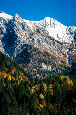 Sonbahar Collina ve Forni Avoltri. Dağlardaki orman ağaçları. Julian Alps ve Fontanone di Goriuda