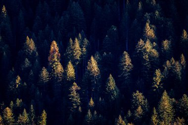 Autumn Collina e Forni Avoltri. Forest trees in mountains. Julian Alps and Fontanone di Goriuda clipart