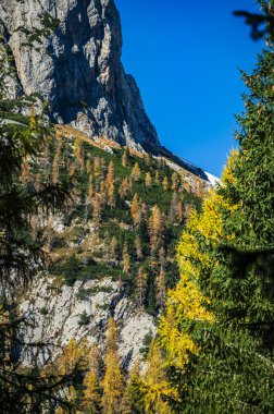 Sonbahar Collina ve Forni Avoltri. Dağlardaki orman ağaçları. Julian Alps ve Fontanone di Goriuda