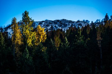 Sonbahar Collina ve Forni Avoltri. Dağlardaki orman ağaçları. Julian Alps ve Fontanone di Goriuda