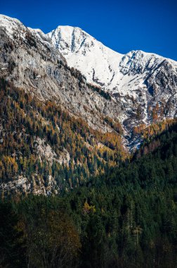 Sonbahar Collina ve Forni Avoltri. Dağlardaki orman ağaçları. Julian Alps ve Fontanone di Goriuda