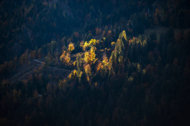 Sonbahar Collina ve Forni Avoltri. Dağlardaki orman ağaçları. Julian Alps ve Fontanone di Goriuda