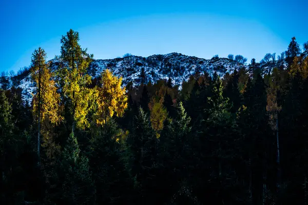 Sonbahar Collina ve Forni Avoltri. Dağlardaki orman ağaçları. Julian Alps ve Fontanone di Goriuda