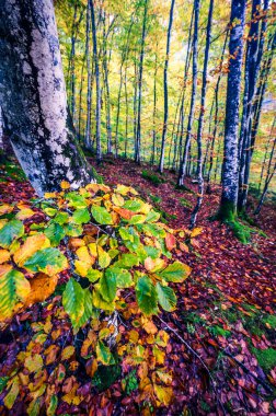 Val Raccolana 'da sonbahar. Dağlardaki orman ağaçları. Julian Alps ve Fontanone di Goriuda