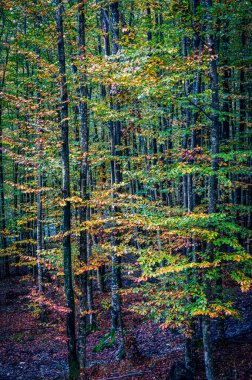 Val Raccolana 'da sonbahar. Dağlardaki orman ağaçları. Julian Alps ve Fontanone di Goriuda