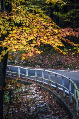 Autumn in Val Raccolana. Road in forest trees around mountains. Julian Alps and Fontanone di Goriuda clipart