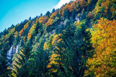Val Raccolana 'da sonbahar. Dağlardaki orman ağaçları. Julian Alps ve Fontanone di Goriuda