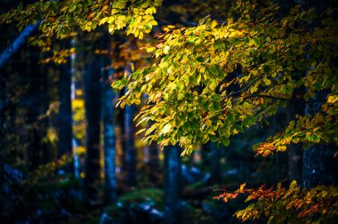 Autumn in Val Raccolana. Forest trees in mountains. Julian Alps and Fontanone di Goriuda clipart