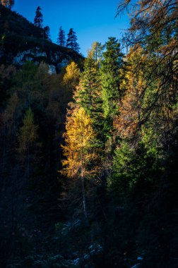 Val Sesis 'te sonbahar renkleri. Forni Avoltri ve ormanı.