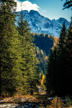 Val Sesis 'te sonbahar renkleri. Forni Avoltri ve ormanı.