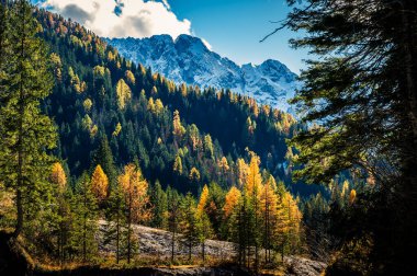 Val Sesis 'te sonbahar renkleri. Forni Avoltri ve ormanı.