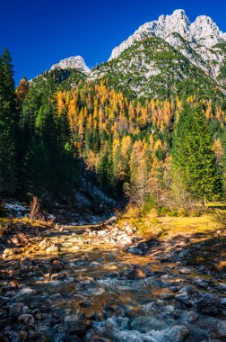 Val Sesis 'te sonbahar renkleri. Forni Avoltri ve ormanı.