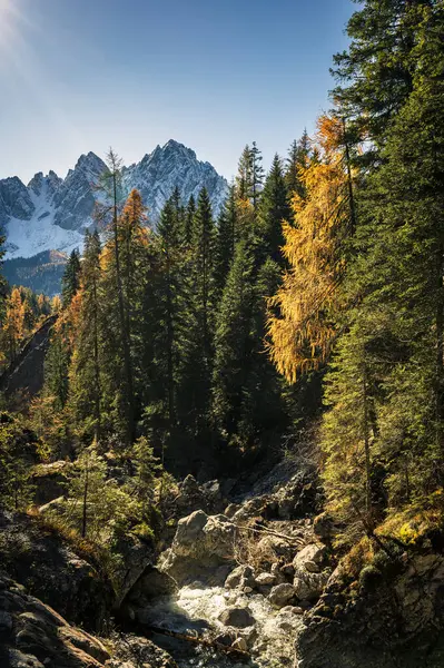 Val Sesis 'te sonbahar renkleri. Forni Avoltri ve ormanı.