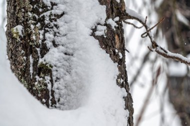 Sappada, Veneto, İtalya 'da kış karları sırasında orman ağaçları 
