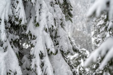 Sappada, Veneto, İtalya 'da kış karları sırasında orman ağaçları 