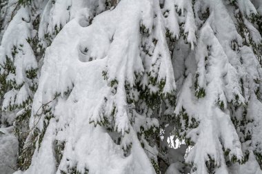 Sappada, Veneto, İtalya 'da kış karları sırasında orman ağaçları 