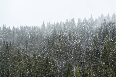 Sappada, Veneto, İtalya 'da kış karları sırasında orman ağaçları 