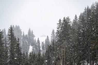 Sappada, Veneto, İtalya 'da kış karları sırasında orman ağaçları 