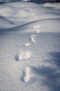 Kışın Fiscalina Vadisi 'nde hayvan ayak izleri, Dolomitler, İtalya