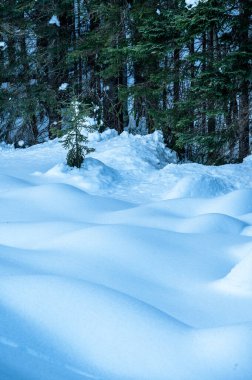 Tarvisio. Riofreddo valley in winter at the foot of the Julian Alps clipart