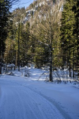 Tarvisio. Riofreddo valley in winter at the foot of the Julian Alps clipart