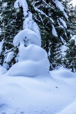 Tarvisio. Kışın Julian Alplerinin eteklerinde Riofreddo Vadisi