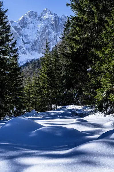 Tarvisio. Kışın Julian Alplerinin eteklerinde Riofreddo Vadisi