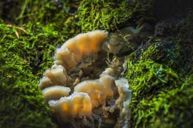 Sonbahar Büyüsü. Ormandaki Mantarların Yakın Çekimi.