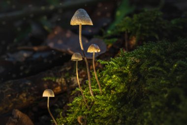 Sonbahar Büyüsü. Ormandaki Mantarların Yakın Çekimi.