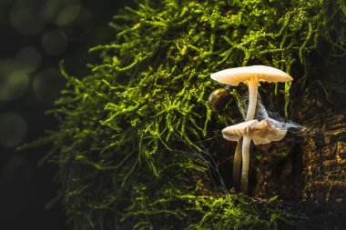 Sonbahar Büyüsü. Ormandaki Mantarların Yakın Çekimi.