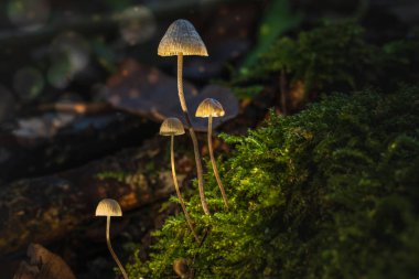 Sonbahar Büyüsü. Ormandaki Mantarların Yakın Çekimi.