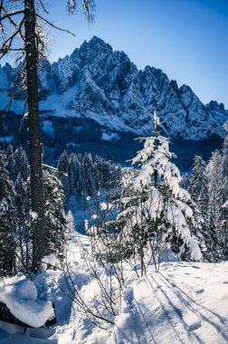 Sappada 'da kar, buzla kaplanmış bir ağaçtır. Dolomitlerin sahne görünümü.