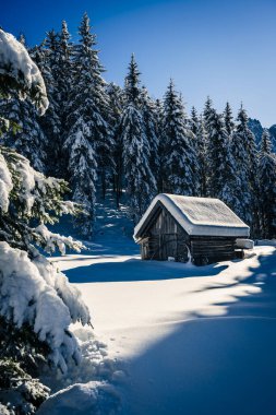 Sappada 'daki Buzdan Şafak' ta Ağaçlar ve Ahşap Kulübe. Dolomitlerin Manzarası.